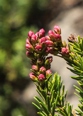 Shrub buds in Lassen Volcanic National Park