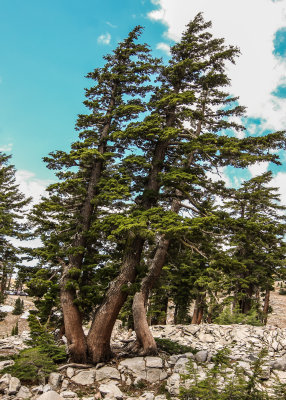 A forked windblown tree in Lassen Volcanic National Park
