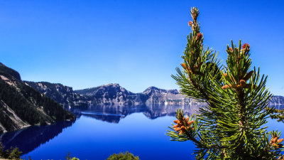 A pine tree branch and a boat gliding on the water in Crater Lake National Park
