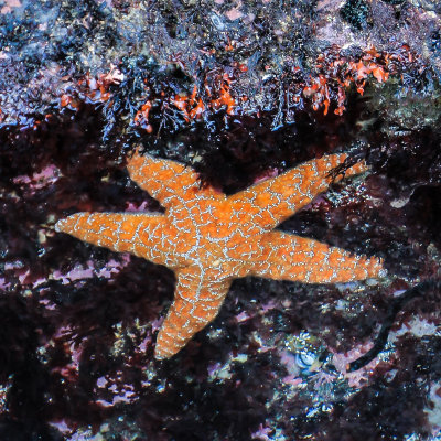 A sea star clings to a rock wall in a tide pool off of Cobble Beach at Yaquina Head