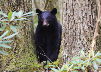 Black Bear in Great Smoky Mountains National Park