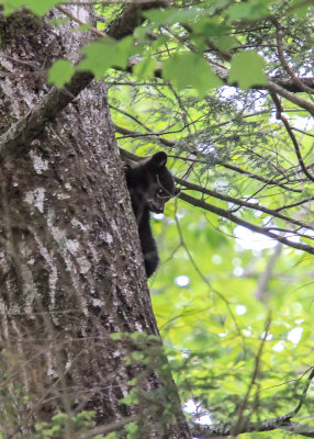 Black Bear Cub in Great Smoky Mountains National Park