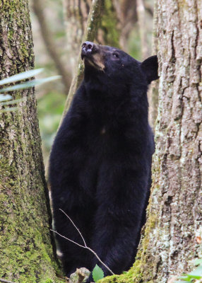 Black Bear checks her cubs in Great Smoky Mountains National Park