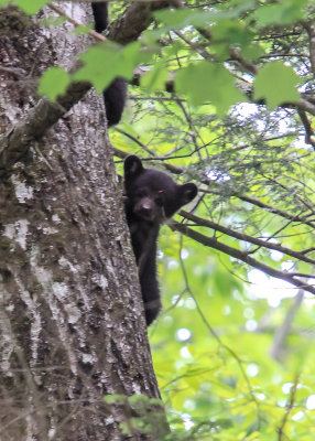 Black Bear Cub in Great Smoky Mountains National Park