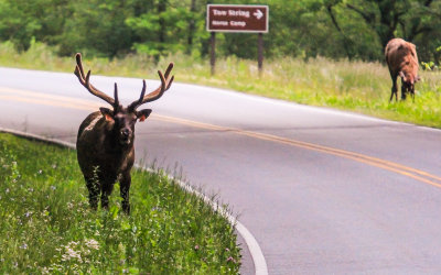 Elk along the road in Great Smoky Mountains National Park