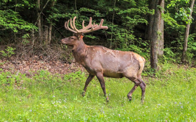 Bull Elk in Great Smoky Mountains National Park
