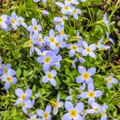 Quaker Ladies (aka Bluets) in Great Smoky Mountains National Park
