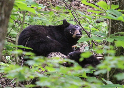 Black Bear and Cub in Great Smoky Mountains National Park