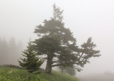 Fog at Clingmans Dome in Great Smoky Mountains National Park