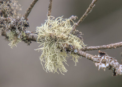 Lichens known as Old Mans Beard in Great Smoky Mountains National Park