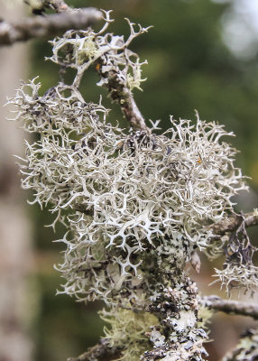 Reindeer Lichen in Great Smoky Mountains National Park