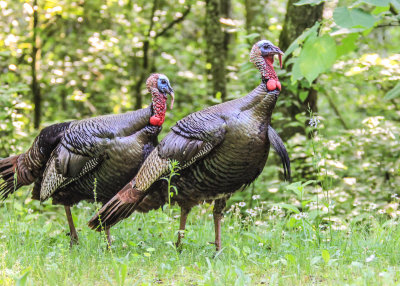 Wild Turkeys in Great Smoky Mountains National Park