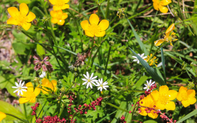 Wild flowers in Great Smoky Mountains National Park