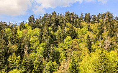 Forest on a ridge in Great Smoky Mountains National Park