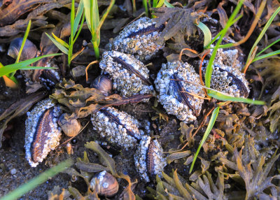 Barnacle encrusted clams at low tide at Rock Harbor on Cape Cod