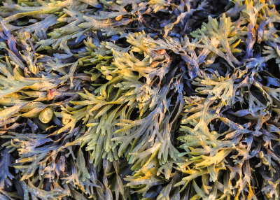 Seaweed along Rock Harbor on Cape Cod