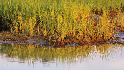 Beach grass reflected in the water at Rock Harbor on Cape Cod