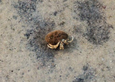 A hermit crab on Rock Harbor Beach on Cape Cod