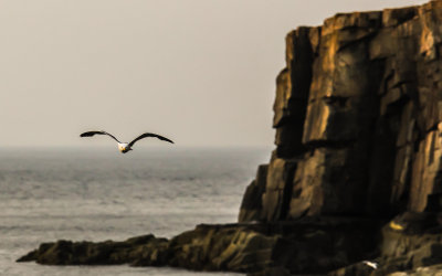 A sea gull flies past Otter Point early one morning in Acadia National Park