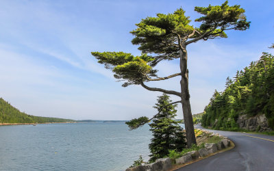 The road skirts Somes Sound in Acadia National Park