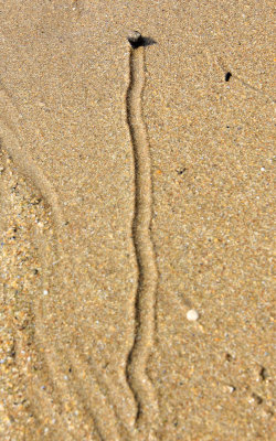 A snail makes its way back to the sea over Sand Beach in Acadia National Park