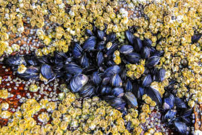 Mussels and Rock Barnacles clustered on Sand Beach in Acadia National Park