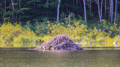 A beaver den in a pond in Acadia National Park
