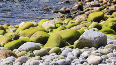 Moss covered rocks on the coast near Otter Point in Acadia National Park