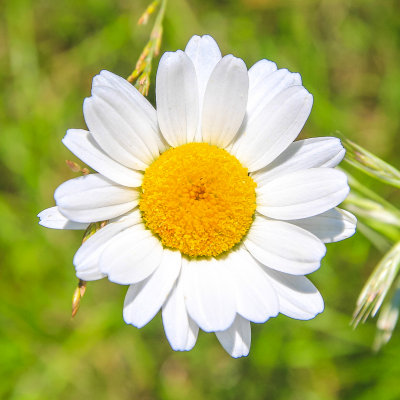 Flower in Acadia National Park