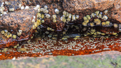 Marine life in a small tide pool on the coast of Acadia National Park