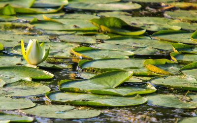 Calm, lily pad covered waters on Beaver Marsh in Cuyahoga Valley National Park