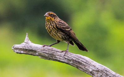Interesting bird on a limb over Beaver Marsh in Cuyahoga Valley National Park