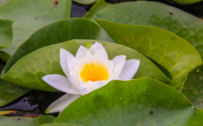 Lily blossom on Beaver Marsh in Cuyahoga Valley National Park