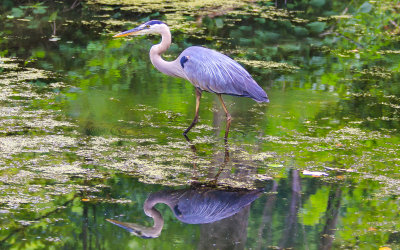 Great Blue Heron reflected in the waters of Beaver Marsh in Cuyahoga Valley National Park