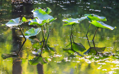 Plant life mirrored in the shimmering waters of Beaver Marsh in Cuyahoga Valley National Park
