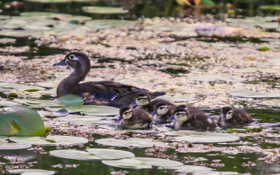 Wood Duck and her chicks on Beaver Marsh in Cuyahoga Valley National Park