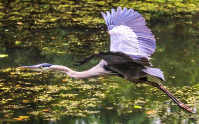A Great Blue Heron takes flight in Beaver Marsh in Cuyahoga Valley National Park