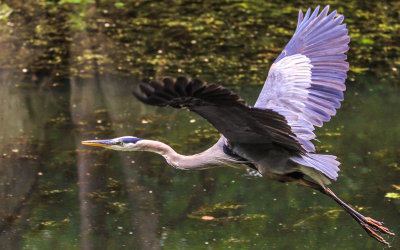 A Great Blue Heron in flight over Beaver Marsh in Cuyahoga Valley National Park