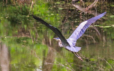 A Great Blue Heron spreads its wings over Beaver Marsh in Cuyahoga Valley National Park