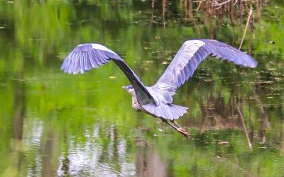 A Great Blue Heron flying over Beaver Marsh in Cuyahoga Valley National Park