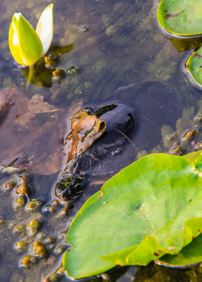 A turtle in Beaver Marsh in Cuyahoga Valley National Park