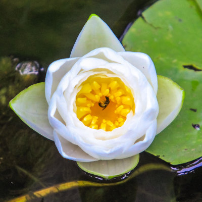 An insect inside a water lily on Beaver Marsh in Cuyahoga Valley National Park