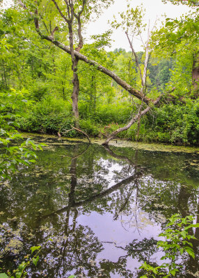 Beaver Marsh in Cuyahoga Valley National Park