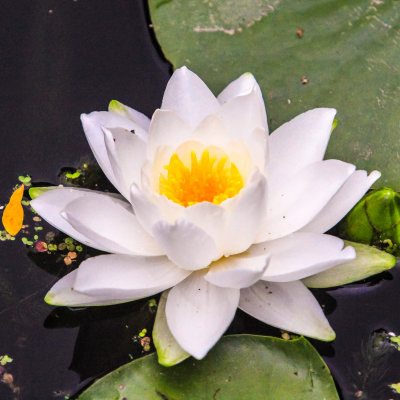 A water lily on Beaver Marsh in Cuyahoga Valley National Park