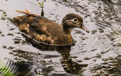 A Wood Duck on Beaver Marsh in Cuyahoga Valley National Park