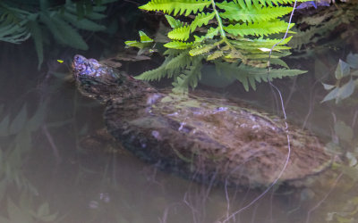 A Snapping Turtle in Beaver Marsh in Cuyahoga Valley National Park