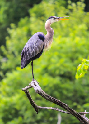 A Great Blue Heron sits in a Beaver Marsh tree in Cuyahoga Valley National Park
