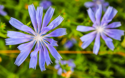 Dazzling flowers in Shenandoah National Park