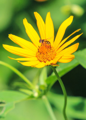 Bee visits a sunflower in Shenandoah National Park