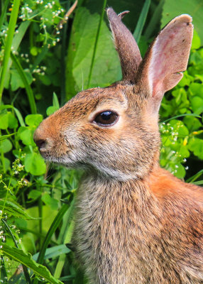 Rabbit in Shenandoah National Park